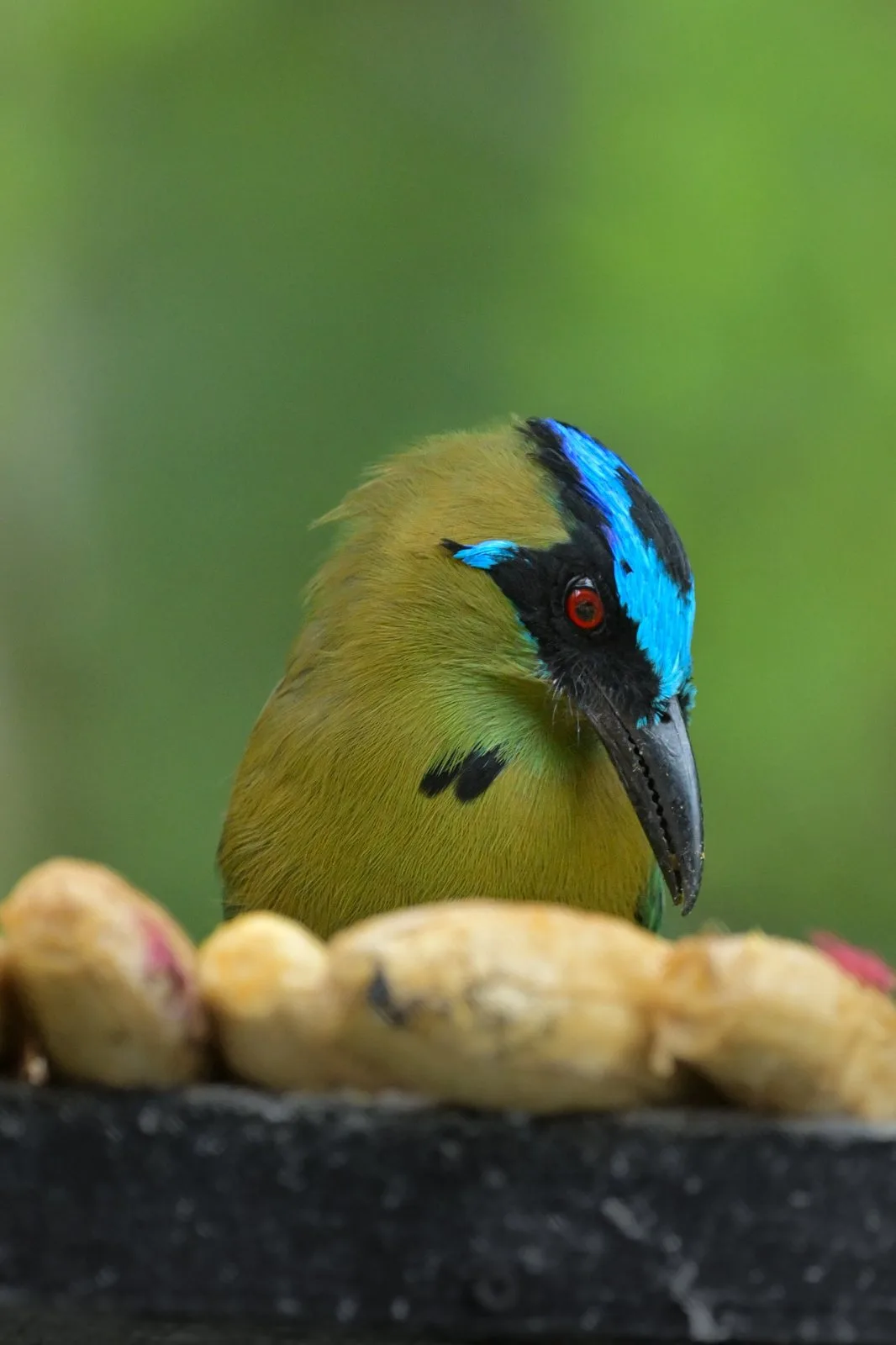 Barranquero de corona azul posado junto a frutas